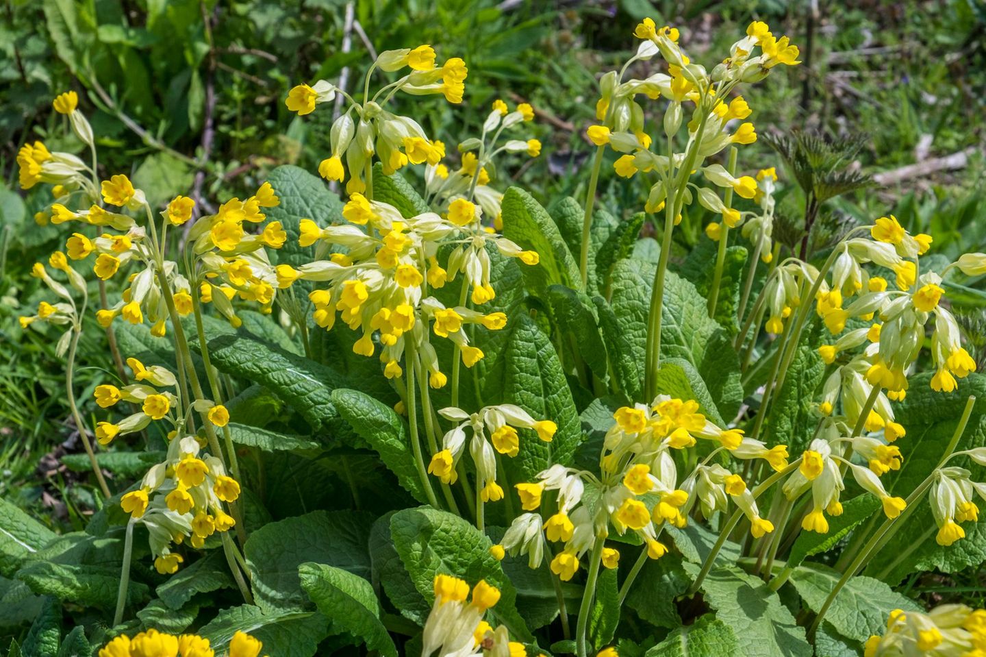 Schlüsselblume Primula Veris