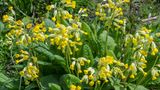 Primula Veris