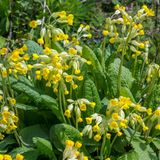 Primula Veris