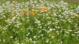 Magerwiesen-Margerite (Leucanthemum vulgare)