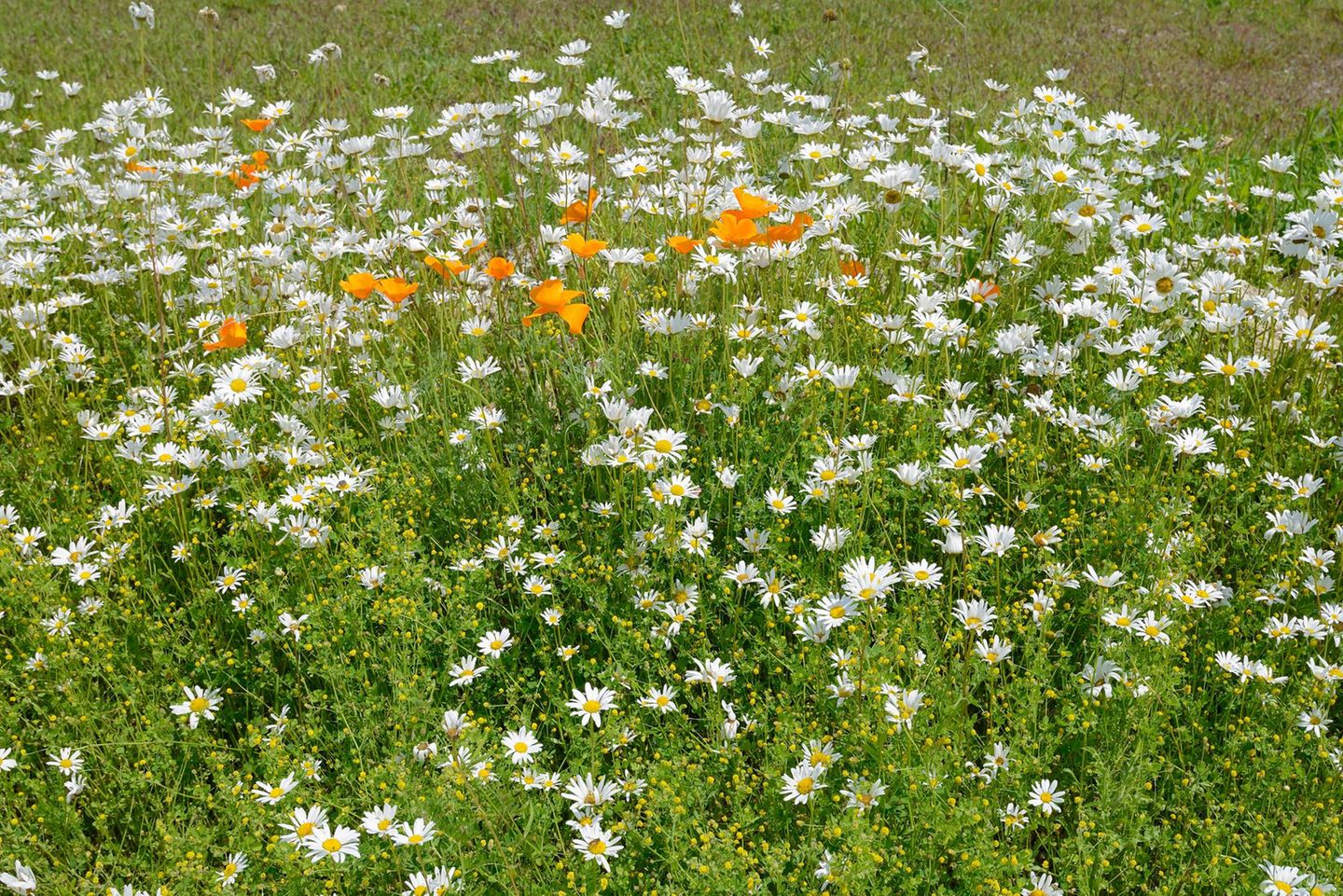 Wiesen-Margerite Magerwiesen-Margerite (Leucanthemum vulgare)