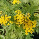 Tanacetum Vulgare "All Gold"