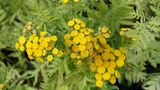 Tanacetum Vulgare "All Gold"