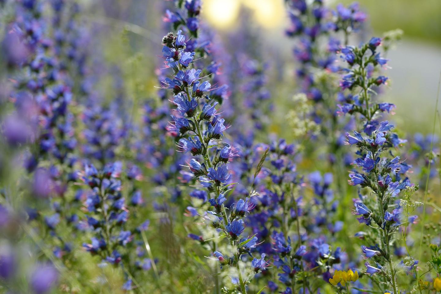 Gewöhnlicher Natternkopf Gewöhnlicher Natternkopf (Echium vulgare) auf der Halde Hoheward, Landschaftspark Hoheward, Herten, Ruhrgebiet, Nordrhein-Westfalen, Deutschland