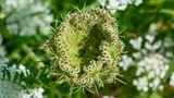 Die Wilde Möhre (Daucus carota subsp. carota) ist eine Unterart der Möhre (Daucus carota) und ein Elternteil der als Gemüsepflanze bekannten Karotte (Daucus carota subsp. sativa). Nestförmig eingerollte Fruchtdolde.
