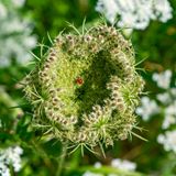 Die Wilde Möhre (Daucus carota subsp. carota) ist eine Unterart der Möhre (Daucus carota) und ein Elternteil der als Gemüsepflanze bekannten Karotte (Daucus carota subsp. sativa). Nestförmig eingerollte Fruchtdolde.