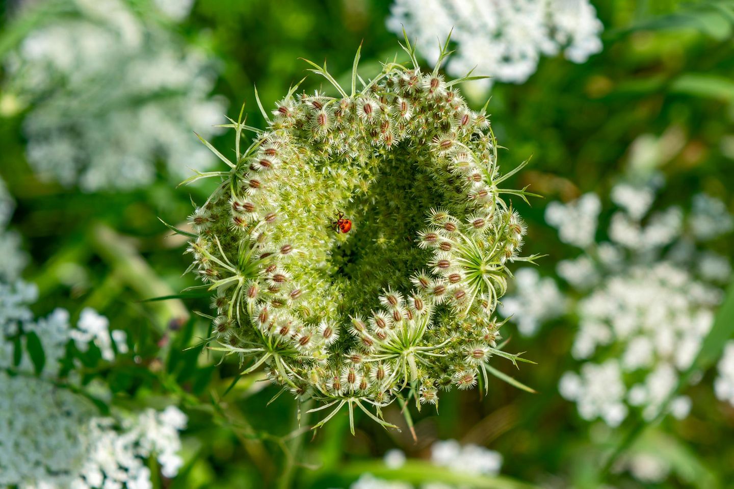 Wilde Möhre Die Wilde Möhre (Daucus carota subsp. carota) ist eine Unterart der Möhre (Daucus carota) und ein Elternteil der als Gemüsepflanze bekannten Karotte (Daucus carota subsp. sativa). Nestförmig eingerollte Fruchtdolde.