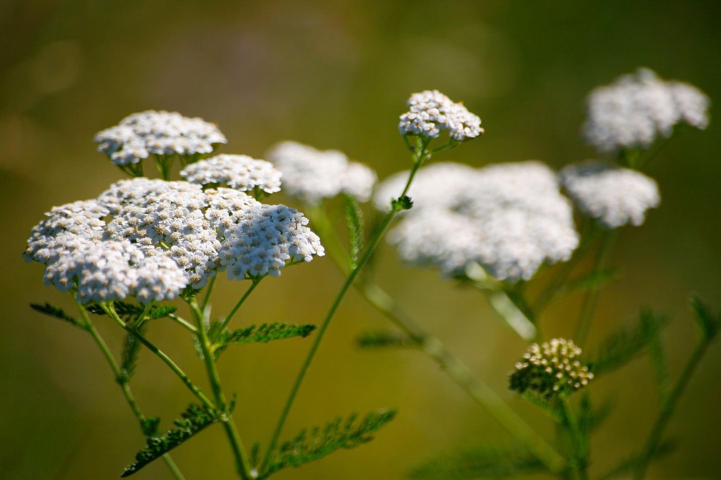 Gemeine Schafgarbe Flora, gewöhnliche Schafgarbe, Achillea Millefolium