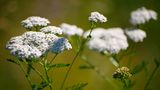 Flora, gewöhnliche Schafgarbe, Achillea Millefolium