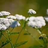 Flora, gewöhnliche Schafgarbe, Achillea Millefolium