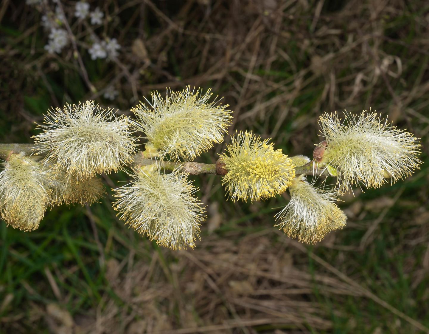 Sal-Weide Sal-Weide bzw. Salix caprea in Blüte