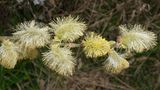 Sal-Weide bzw. Salix caprea in Blüte