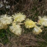 Sal-Weide bzw. Salix caprea in Blüte