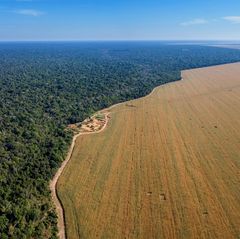 GEO Kettenreaktion: Landraub für die Bratwurst – die schrecklichen Folgen des Sojaanbaus in Brasilien