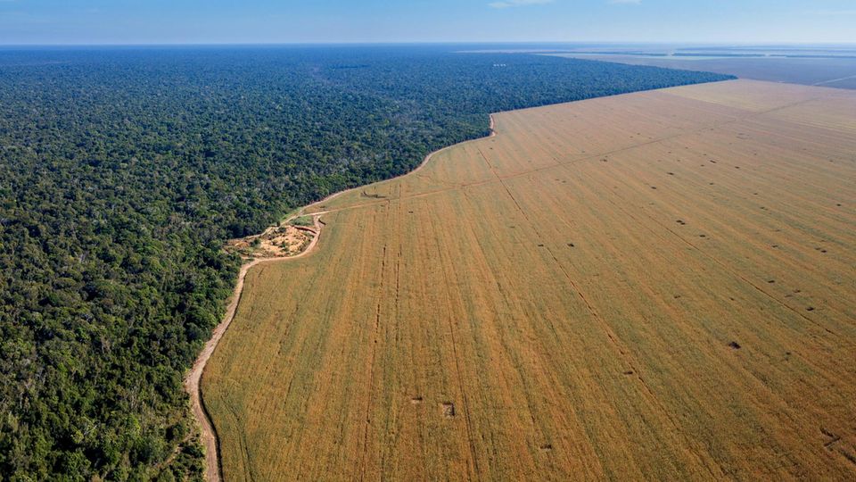 GEO Kettenreaktion: Landraub für die Bratwurst – die schrecklichen Folgen des Sojaanbaus in Brasilien