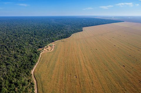 GEO Kettenreaktion: Landraub für die Bratwurst – die schrecklichen Folgen des Sojaanbaus in Brasilien