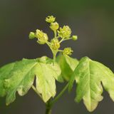 Feld-Ahorn (Acer campestre), Blätter und Blüten im Frühling, Nordrhein-Westfalen, Deutschland