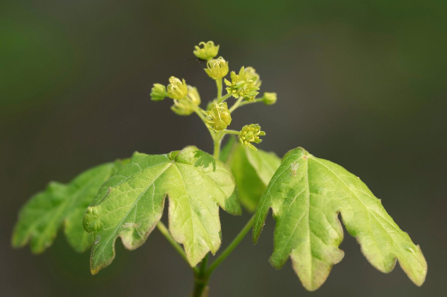 Feldahorn Feld-Ahorn (Acer campestre), Blätter und Blüten im Frühling, Nordrhein-Westfalen, Deutschland