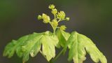Feld-Ahorn (Acer campestre), Blätter und Blüten im Frühling, Nordrhein-Westfalen, Deutschland