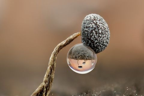 Auf einem Waldspaziergang in der Nähe Wiens entdeckte Kamilla Szava-Oberndorfer diese Fruchtkörper eines Schleimpilzes auf einem toten Ast. An einigen hingen Wassertropfen, nur einen Millimeter groß. Das Bild setzte die Fotografin aus 26 Einzelaufnahmen zusammen.