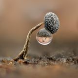 Auf einem Waldspaziergang in der Nähe Wiens entdeckte Kamilla Szava-Oberndorfer diese Fruchtkörper eines Schleimpilzes auf einem toten Ast. An einigen hingen Wassertropfen, nur einen Millimeter groß. Das Bild setzte die Fotografin aus 26 Einzelaufnahmen zusammen.