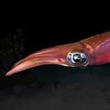 Es war eine nächtliche Begegnung unter Wasser zwischen dem tauchenden Fotografen Alessandro Grasso und diesem Kalmar. Sie trafen im Roten Meer vor Ägypten aufeinander, und der Kopffüßler machte sich davon, sobald der Mensch sich näherte. Grasso konnte nur zweimal auslösen – aber eine Aufnahme gelang.