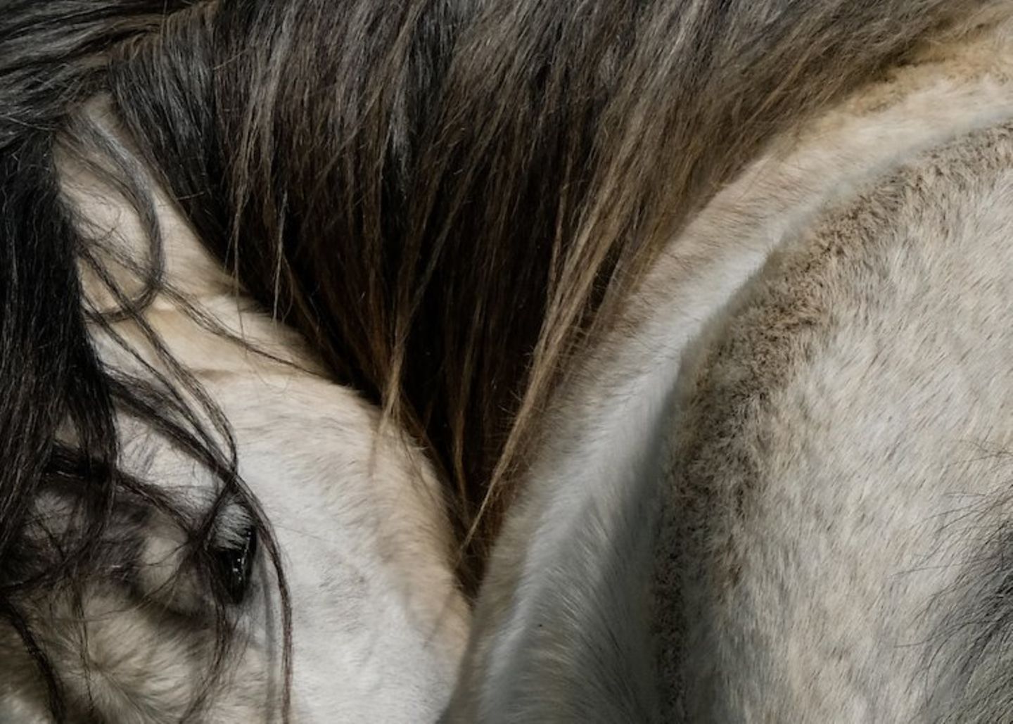 Wilde Mähne In den walisischen Preseli-Bergen stieß Richard Sambrook auf eine Herde wilder Ponys. Sie waren ebenso neugierig wie der Fotograf und ließen ihn bis auf einen Meter an sich heran. Das Farbspiel im Fell dieses Tieres fiel ihm besonders ins Auge.