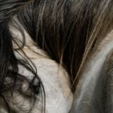 In den walisischen Preseli-Bergen stieß Richard Sambrook auf eine Herde wilder Ponys. Sie waren ebenso neugierig wie der Fotograf und ließen ihn bis auf einen Meter an sich heran. Das Farbspiel im Fell dieses Tieres fiel ihm besonders ins Auge.