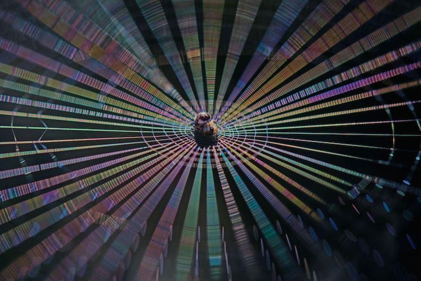 Bewegungslos sitzt diese winzige Spinne im Zentrum ihres Netzes. Michael Thiel hat für dieses Foto auf einen Tag gewartet, an dem der Wetterbericht Sonne versprach, hat früh morgens eine Baumschule im südkoreanischen Jinju besucht und die horizontal gespannten Netze Richtung Osten abgelichtet, in den Sonnenaufgang hinein. Leichter Wind brachte die Fäden zum Schwingen und das Licht darin zum Brechen.