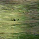 Eigentlich wartete der Naturfotograf Yann Raulet auf einen Eisvogel, versteckt in einem schwimmenden Tarnzelt auf dem südfranzösischen Flüsschen Lirou. Um sich die Zeit zu vertreiben, richtete er sein Teleobjektiv auf das Spiel der Wellen – und bekam diesen Wasserläufer vor die Linse. Für das Insekt ganz natürlich, für den Fotografen ein kleines Wunder.
