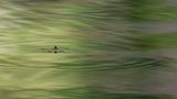 Eigentlich wartete der Naturfotograf Yann Raulet auf einen Eisvogel, versteckt in einem schwimmenden Tarnzelt auf dem südfranzösischen Flüsschen Lirou. Um sich die Zeit zu vertreiben, richtete er sein Teleobjektiv auf das Spiel der Wellen – und bekam diesen Wasserläufer vor die Linse. Für das Insekt ganz natürlich, für den Fotografen ein kleines Wunder.