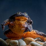 Vom Lazarus-Effekt. "Komm heraus!", rief Jesus vor dem Grab des verstorbenen Lazarus im Johannesevangelium. Und siehe da, Lazarus, der dort schon seit vier Tagen lag, kam heraus – auferstanden von den Toten, wie Jesus selbst am Ostertag. Biologen bezeichnen das unverhoffte Auftauchen verloren geglaubter Arten deshalb als Lazarus-Effekt. Er ereilte die Riesenschildkröte von Galapagos, den Bergbilchbeutler, den Quastenflosser – und jüngst den Sehuencas-Wasserfrosch. Dessen Art galt als ausgestorben, wie gut ein Fünftel aller Amphibien. Nur ein Exemplar lebte noch in einem Aquarium in Bolivien: Romeo, der einsamste Frosch der Welt. Sein Schicksal schien schon besiegelt, da fanden Forschende auf Expedition im Nebelwald fünf weitere Wasserfrösche. Darunter auch, so hofften sie, Romeos Julia. Nach längerer Quarantäne zog eines der Weibchen zu ihm ins Aquarium. Noch warten die Forschenden auf Nachwuchs. In jedem Fall aber besteht Hoffnung für den Sehuencas-Wasserfrosch. Es ist ein kleines Wunder, ein biblisches Comeback  KW16