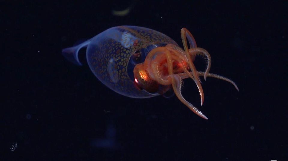 Ein 30 cm großer Baby Koloss  Kalmar in einer Wassertiefe von 600 Metern