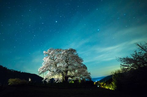 Kirschblüte bei Nacht
