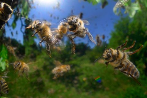 Bei den arbeitsteiligen Honigbienen gibt es Sammlerinnen und Wächterinnen. Forschende fanden nun heraus: Innerhalb der Zuständigkeitsbereiche gibt es Raum für individuelle Persönlichkeiten