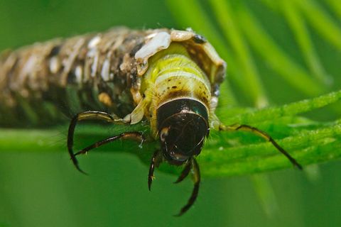 Die Larven von Köcherfliegen bauen zu ihrem eigenen Schutz Gehäuse, die sie meist aus organischen oder mineralischen Partikeln zusammenkleben