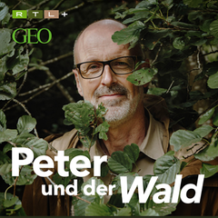 Podcast: Peter und der Wald
