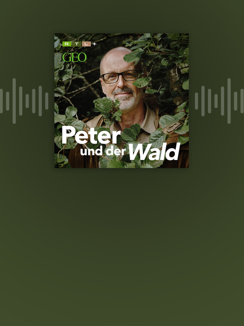 Podcast: Peter und der Wald