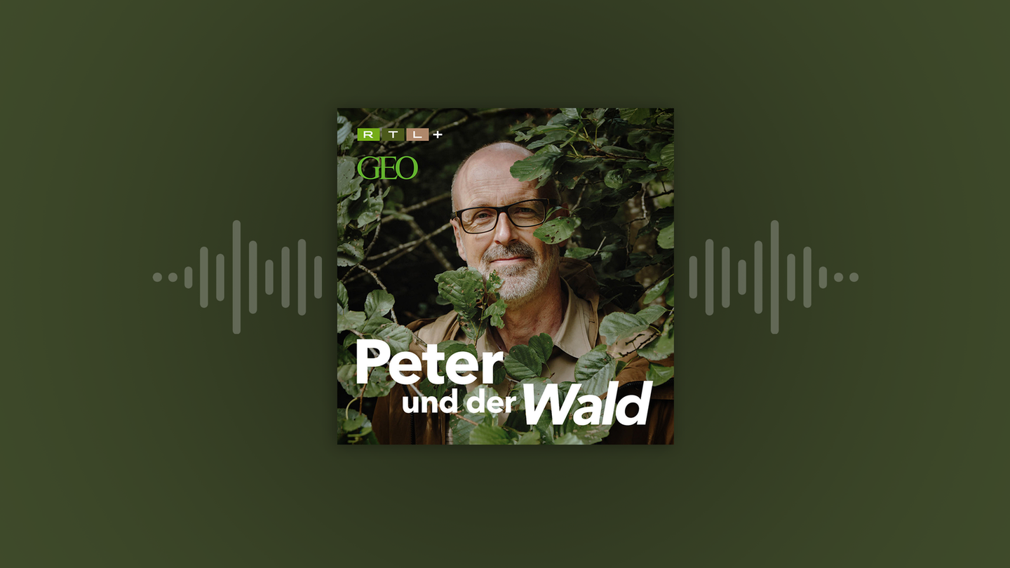 Podcast: Peter und der Wald