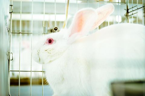 Hase im Labor