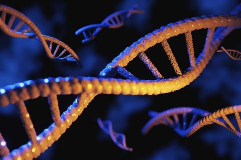 Die Grundlage der Vererbung: unsere DNA