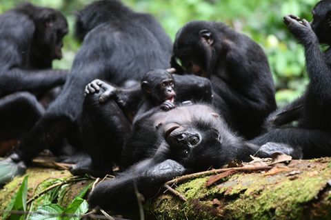 Bonobo-Weibchen mit Baby