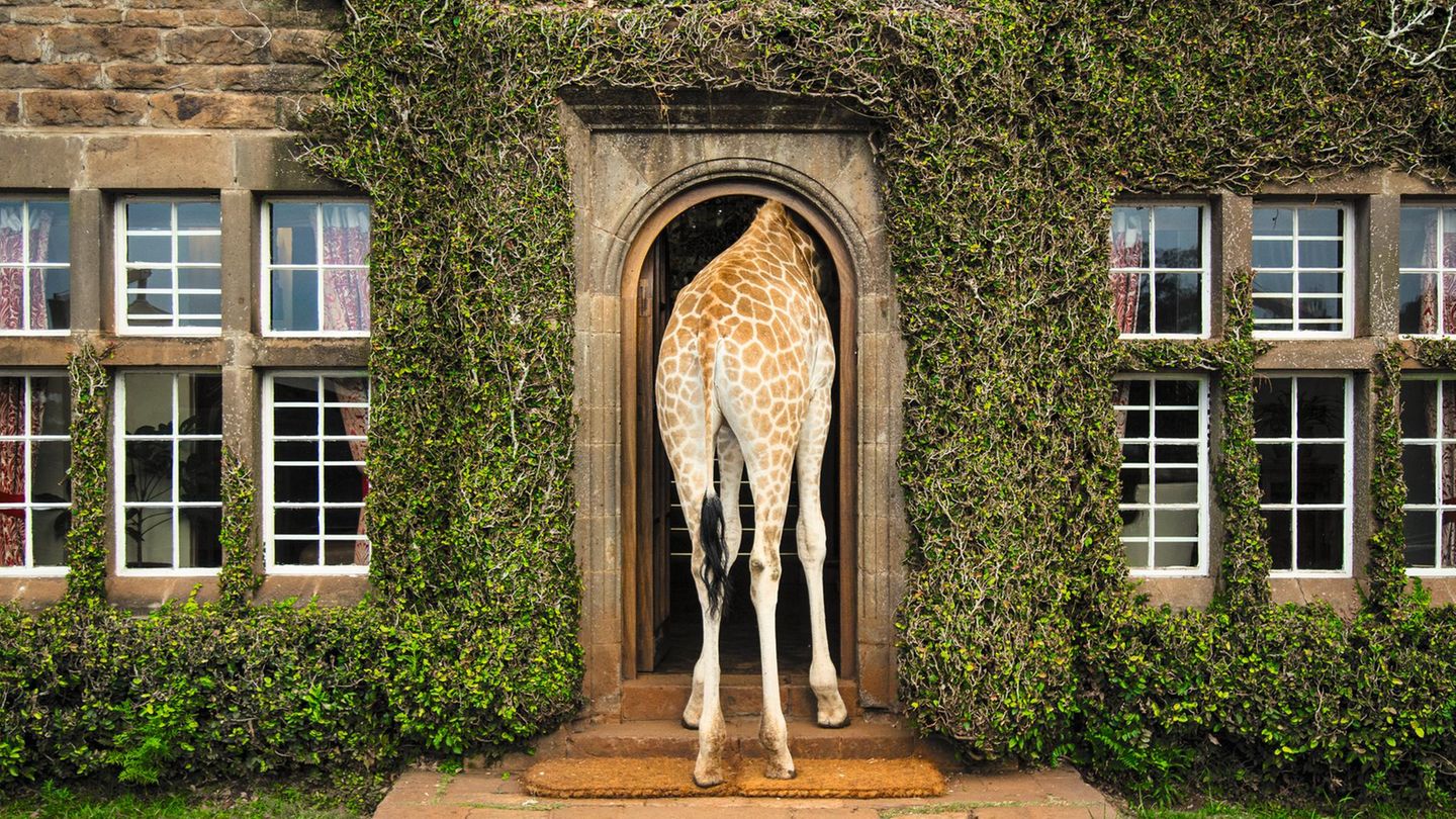 Giraffe Manor in Nairobi, Kenia Frühstück und Dinner mit Giraffen: Das historische Herrenhaus Giraffe Manor ist eins der bekanntesten Gebäude der kenianischen Hauptstadt. Die dort wild lebenden Giraffen kommen besonders gern morgens und abends zu Besuch und stecken in der Hoffnung auf Leckerbissen ihre langen Hälse durch die Fenster des Anwesens.