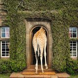 Frühstück und Dinner mit Giraffen: Das historische Herrenhaus Giraffe Manor ist eins der bekanntesten Gebäude der kenianischen Hauptstadt. Die dort wild lebenden Giraffen kommen besonders gern morgens und abends zu Besuch und stecken in der Hoffnung auf Leckerbissen ihre langen Hälse durch die Fenster des Anwesens.