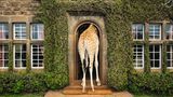Frühstück und Dinner mit Giraffen: Das historische Herrenhaus Giraffe Manor ist eins der bekanntesten Gebäude der kenianischen Hauptstadt. Die dort wild lebenden Giraffen kommen besonders gern morgens und abends zu Besuch und stecken in der Hoffnung auf Leckerbissen ihre langen Hälse durch die Fenster des Anwesens.
