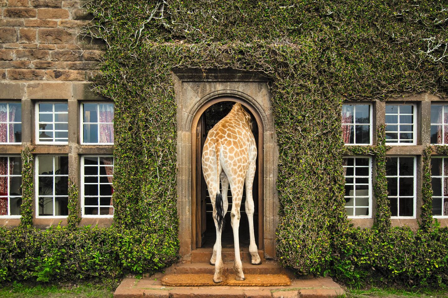 Giraffe Manor in Nairobi, Kenia Frühstück und Dinner mit Giraffen: Das historische Herrenhaus Giraffe Manor ist eins der bekanntesten Gebäude der kenianischen Hauptstadt. Die dort wild lebenden Giraffen kommen besonders gern morgens und abends zu Besuch und stecken in der Hoffnung auf Leckerbissen ihre langen Hälse durch die Fenster des Anwesens.
