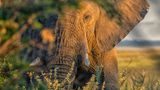 Portrait of African Elephant at sunset, Etosha National Park, Namibia, Africa