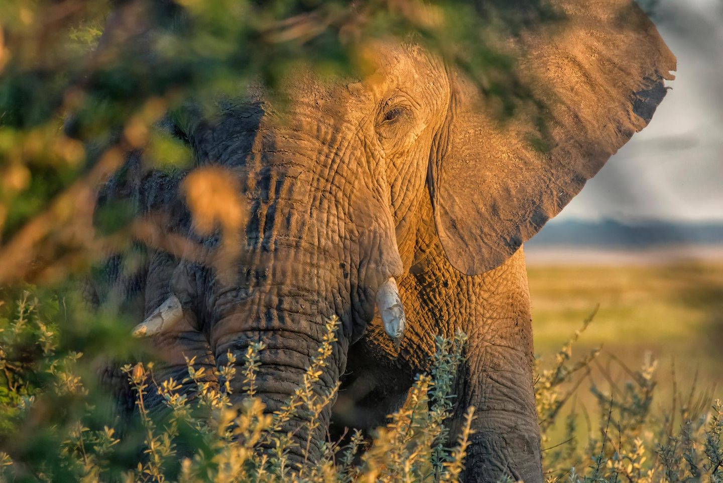 Afrika, Marokko bis Kapstadt im Overland-Truck Portrait of African Elephant at sunset, Etosha National Park, Namibia, Africa