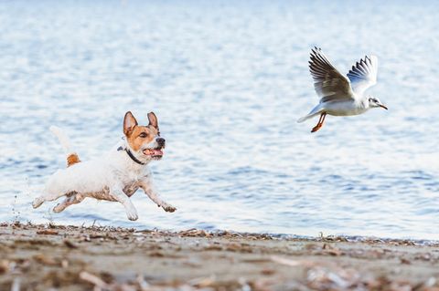 Ein Problem für den Artenschutz: Hunde, die in sensiblen Naturgebieten – etwa am Strand – Vögel beunruhigen und jagen