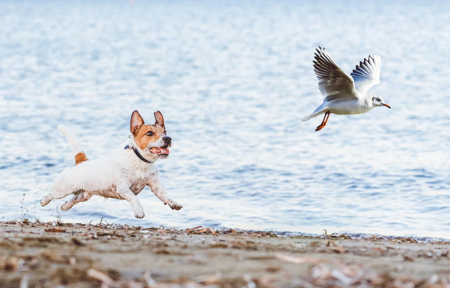 Ein Problem für den Artenschutz: Hunde, die in sensiblen Naturgebieten – etwa am Strand – Vögel beunruhigen und jagen